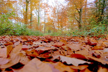 Herbstwald mit Laub auf Weg