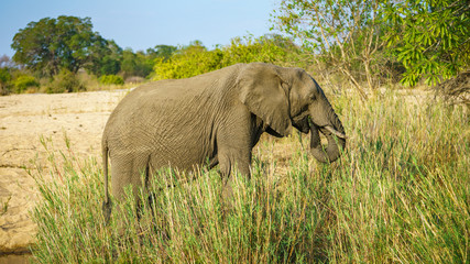 Obraz premium elephant in kruger national park, mpumalanga, south africa 22