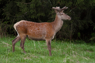 Naklejka na ściany i meble Young Red Deer, Cervus elaphus, stag growing velvet antlers in summer. Wild animal in grass land