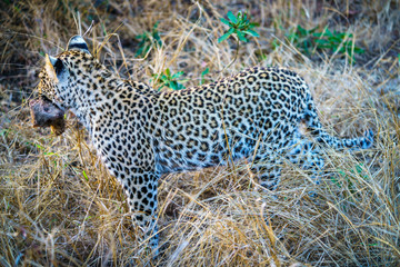 leopard with a mongoose as his prey in kruger national park, mpumalanga, south africa 9