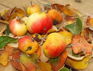 Naklejka na ściany i meble Apples among yellow autumn leaves