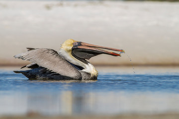 Brown pelican (Pelecanus occidentalis) in Sanibel Island, Florida