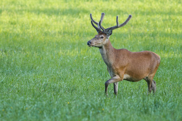 Naklejka na ściany i meble Young Red Deer, Cervus elaphus, stag growing velvet antlers in summer. Wild animal in grass land
