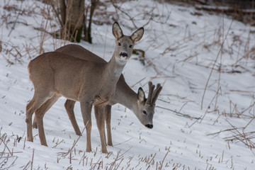 roe deer in winter Capreolus capreolus