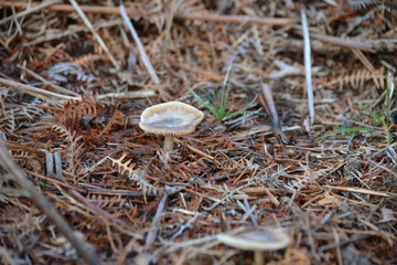 mushrooms in the forest ground