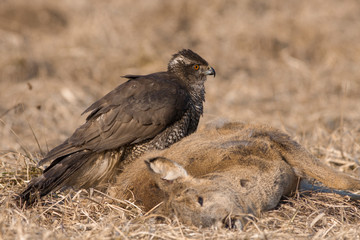 Birds of prey - Northern Goshawk (Accipiter gentilis)