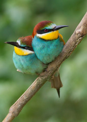 Male and female of European bee-eater. Merops apiaster.