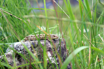 lizard basking in the sun on a large, moss-covered stone