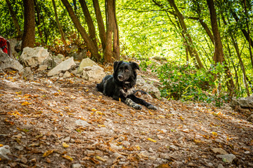 Border collie puppy, 6 months old.
