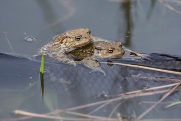 Common toads (Bufo bufo)