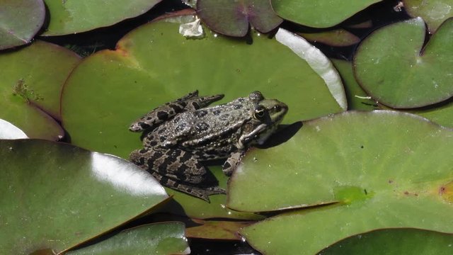 A frog sits on a sheet of water lily in a pond and then jumps for a fly. A summer in Botanical Garden in Munich, Germany