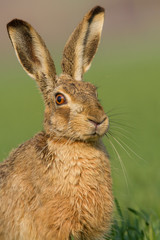 Lepus. Wild European Hare ( Lepus Europaeus ) Close-Up On Green Background. Wild Brown Hare With Yellow Eyes, Sitting On The Green Grass