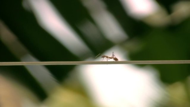Weaver Ants Oecophylla Smaragdina Walking On An String, Philippines