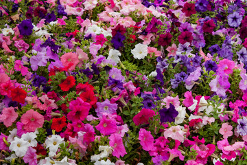 Fototapeta premium Colorful bed of various flowers top view