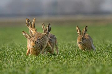 European brown hare (Lepus europaeus)