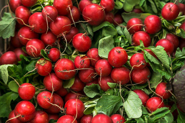 Fresh radish sprigs for sale at market