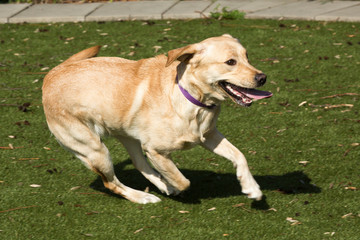 Rennende blonde labrador