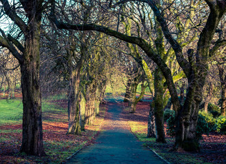 Naklejka premium autumn in the park