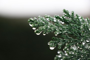 Rain drops on a small tree...