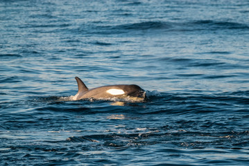 Killer whale, antartic subespecies,Antartic.