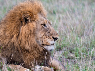 portrait of a male lion