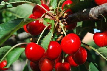 Obraz premium Nature flowers