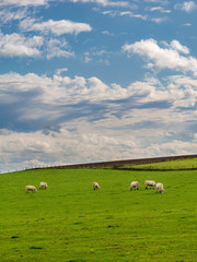 Fototapeta na wymiar White cows enjoying grass green farmland below friendly skies