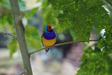 bird, wild, nature, wildlife, animal, beautiful, 