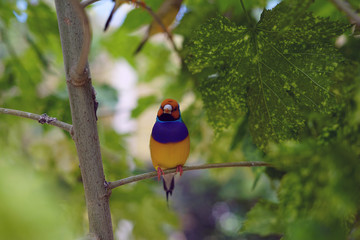 bird, wild, nature, wildlife, animal, beautiful, 