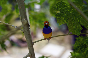 bird, wild, nature, wildlife, animal, beautiful, 