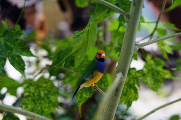 bird, wild, nature, wildlife, animal, beautiful, 
