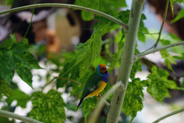 bird, wild, nature, wildlife, animal, beautiful, 