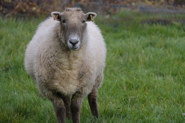 Sheep