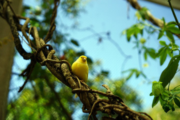 bird, wild, nature, wildlife, animal, beautiful, 