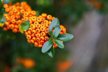 orange berries on a branch
