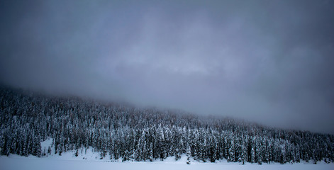 winter landscape with fog and trees