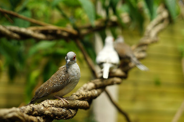 bird, wild, nature, wildlife, animal, beautiful, 