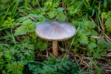 Mushrooms growing in the Sussex countryside, in late autumn