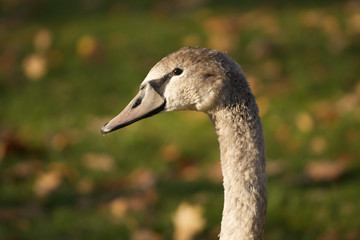 Cygnet from the side