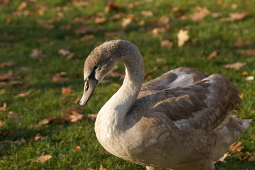 Cygnet