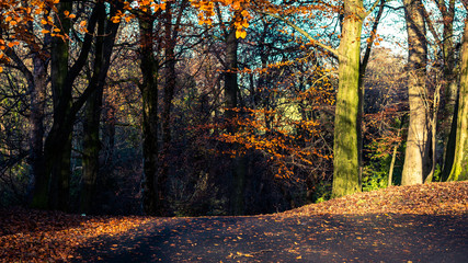 Fototapeta premium autumn in the forest