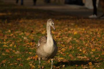 Cygnus in the park