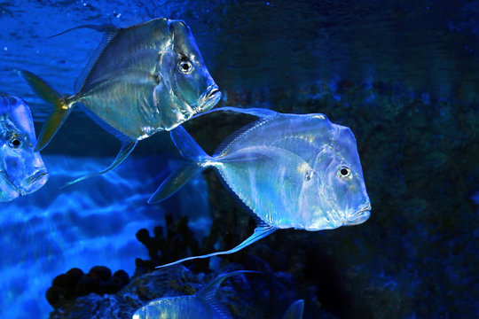 Lookdown Selene vomer salt water marine fish