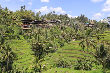 Fototapeta na wymiar A beautiful view of Tegalalang Rice Terrace in Ubud, Bali, Indonesia