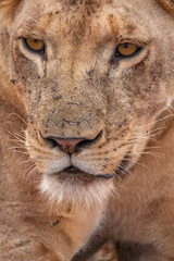 Fototapeta premium Kenya_Tsavo Est