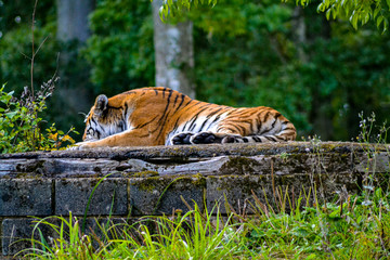 Tiger sleeping