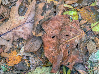 Autumn leaves in forest