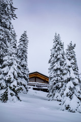 snow covered pine trees