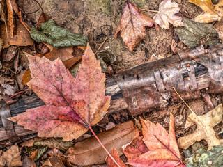 Autumn leaves in forest