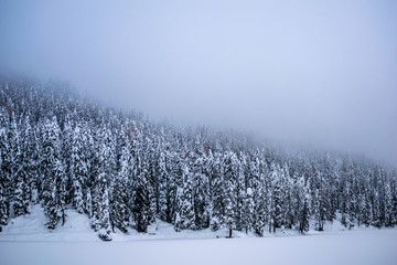 winter landscape with trees and blue sky